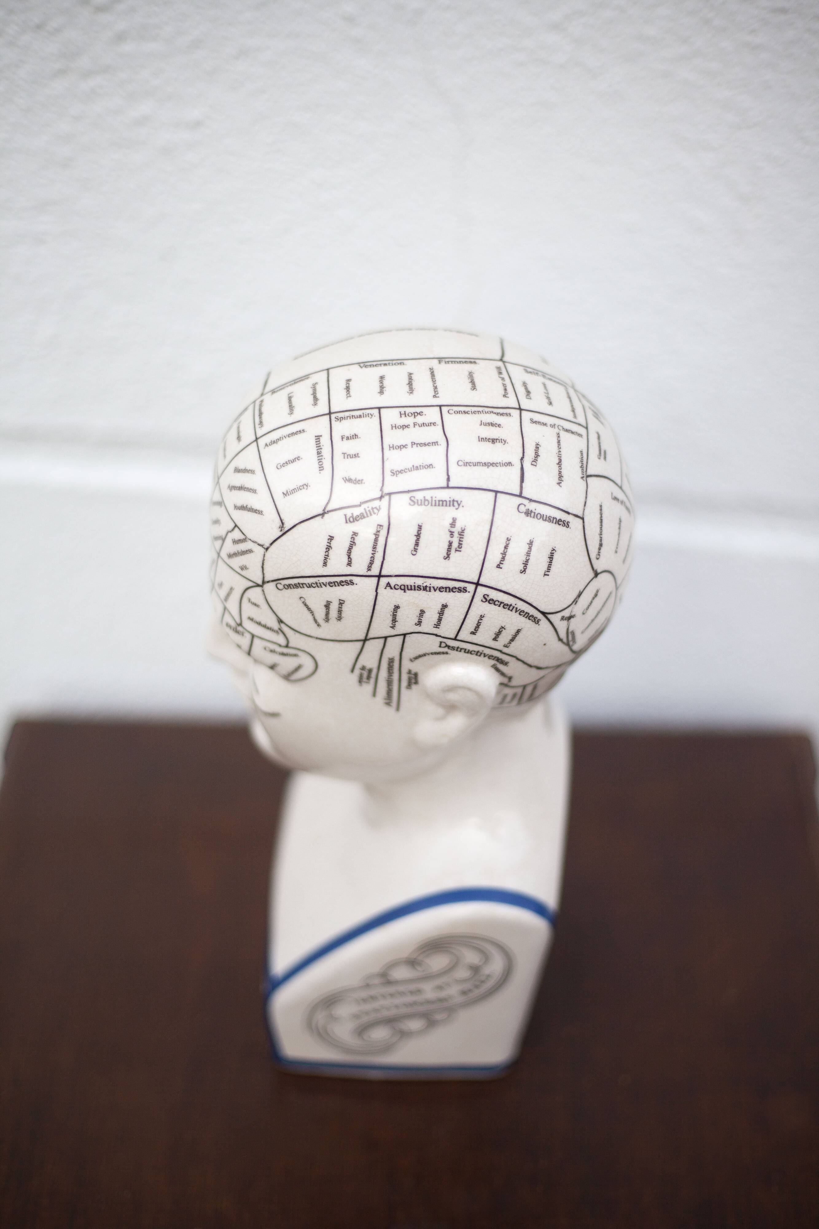 Porcelain bust, Fowler phrenology head, cabinet of curiosities, collection