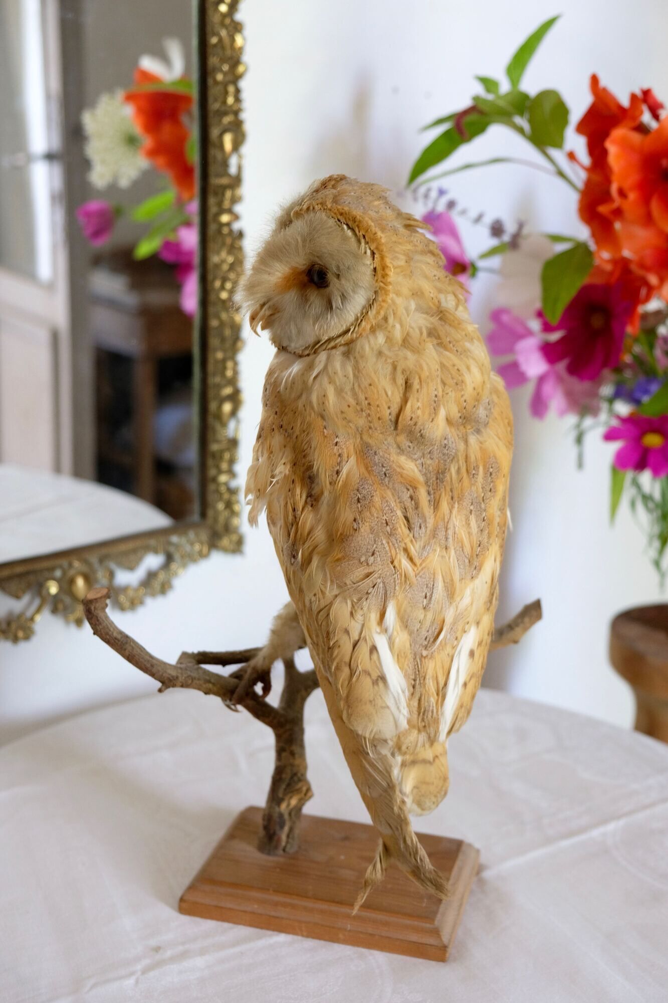 Taxidermy owl owl naturalized from the 70s