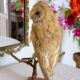 Taxidermy owl owl naturalized from the 70s