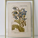 Botanical plate