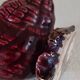 Vintage seashell ashtray