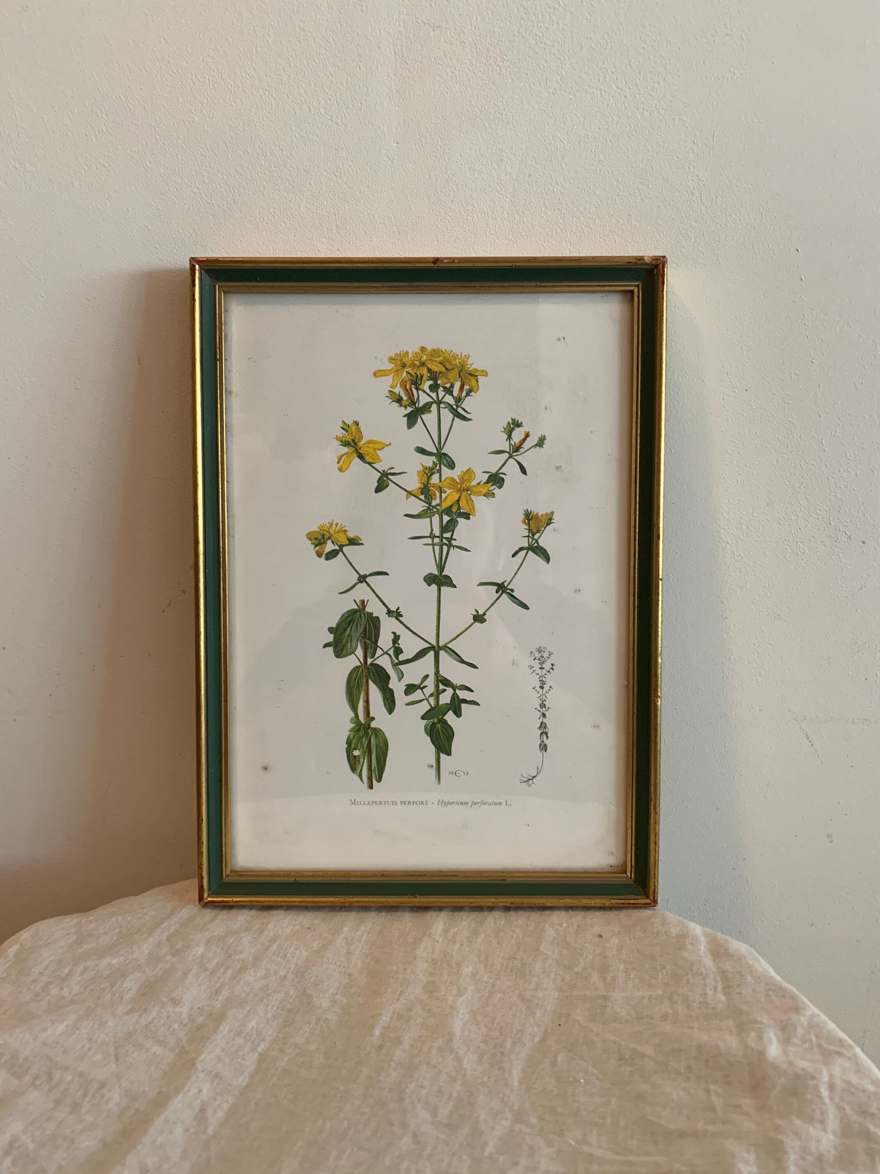 Lot of plant engravings