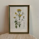 Lot of plant engravings