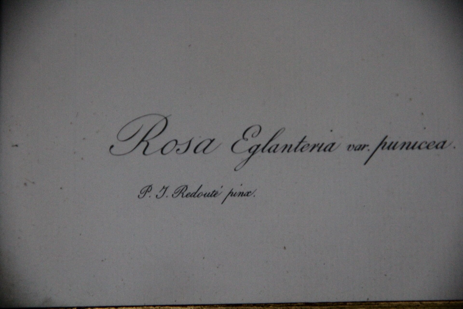 Framed engraving by Redouté Rose Rose