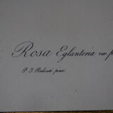 Framed engraving by Redouté Rose Rose