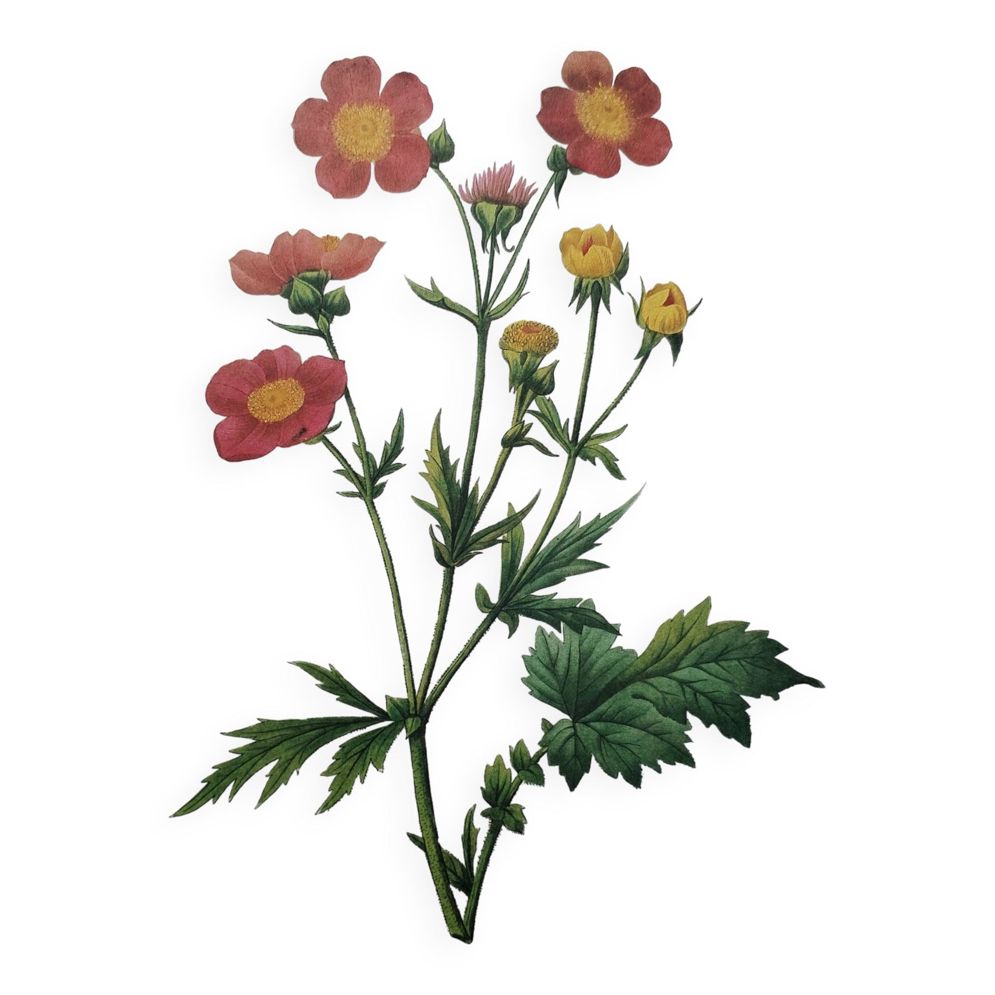 Planche illustrée originale Benoite écarlate