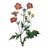 Planche illustrée originale Benoite écarlate