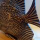 Old vintage wooden sculpture from the 40s-50s signed Rignault