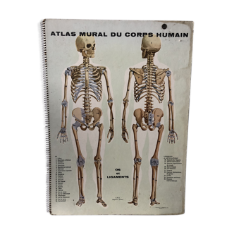 Curiosities Wall atlas of the human body