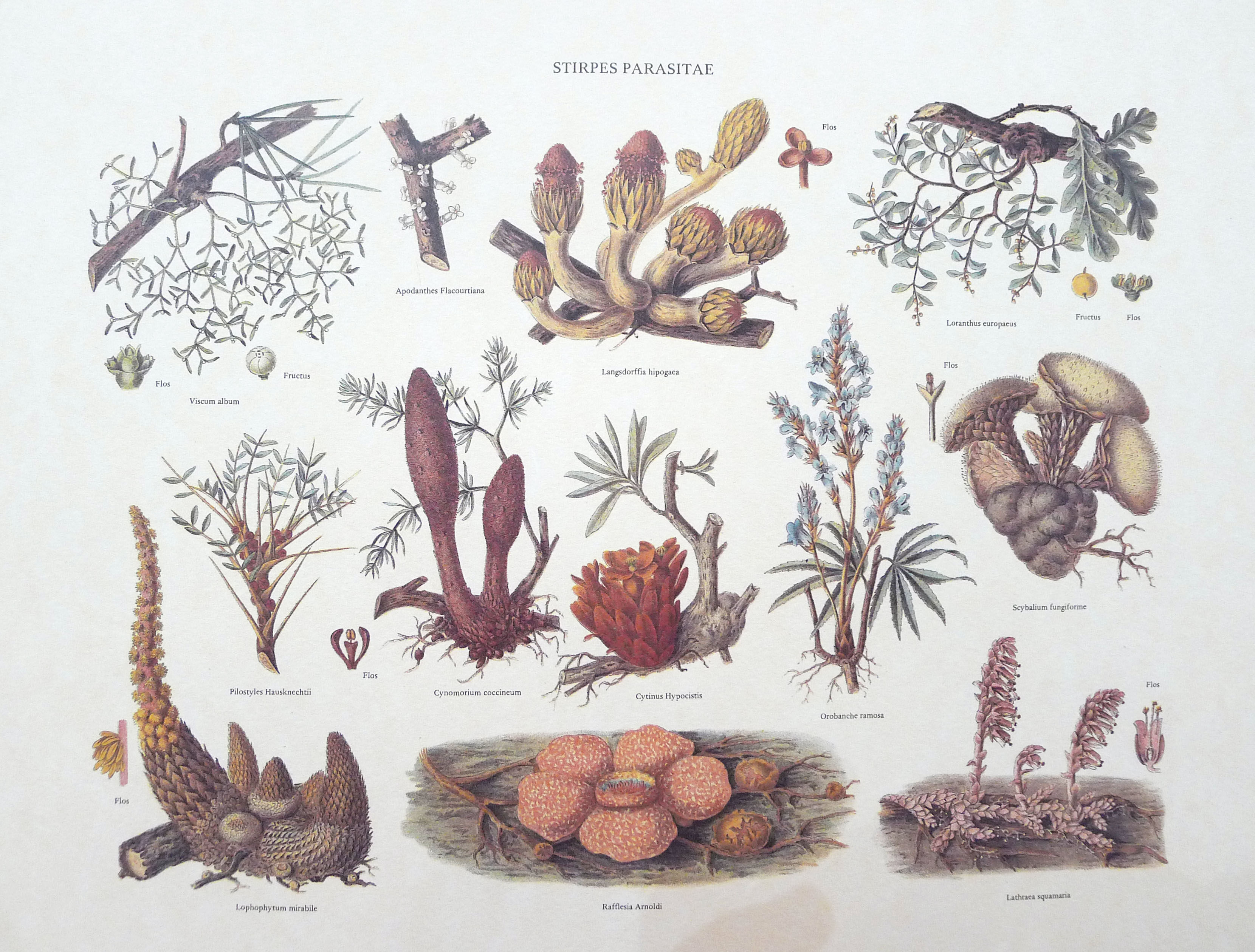 Mushrooms engraving board framed