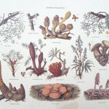 Mushrooms engraving board framed