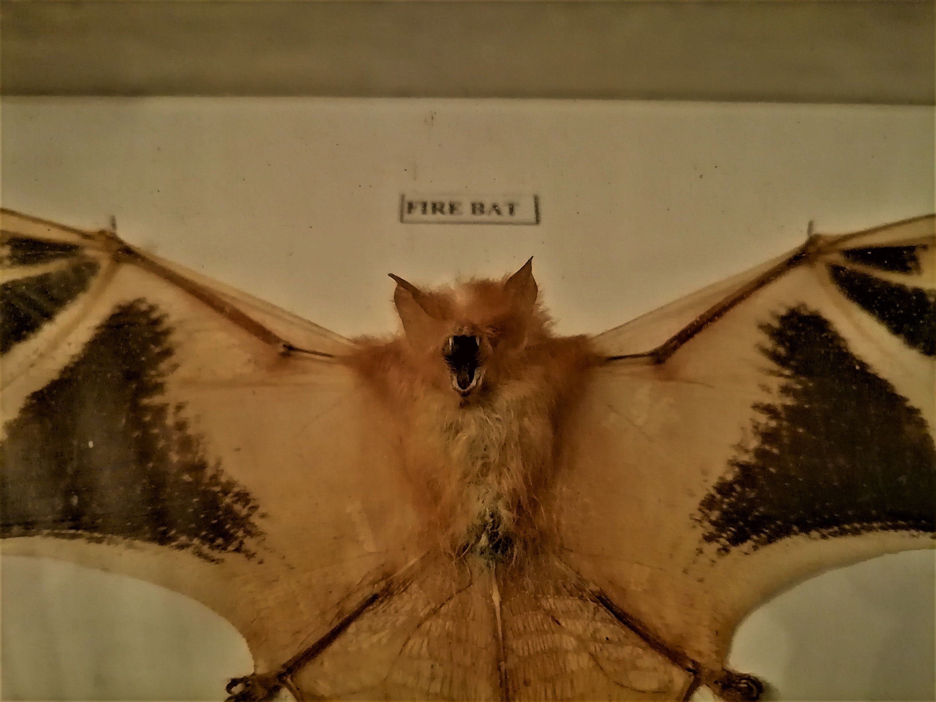 Curiosity, taxidermy, entomology, stuffed bat