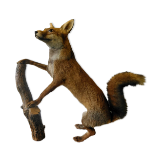 Stuffed fox taxidermy