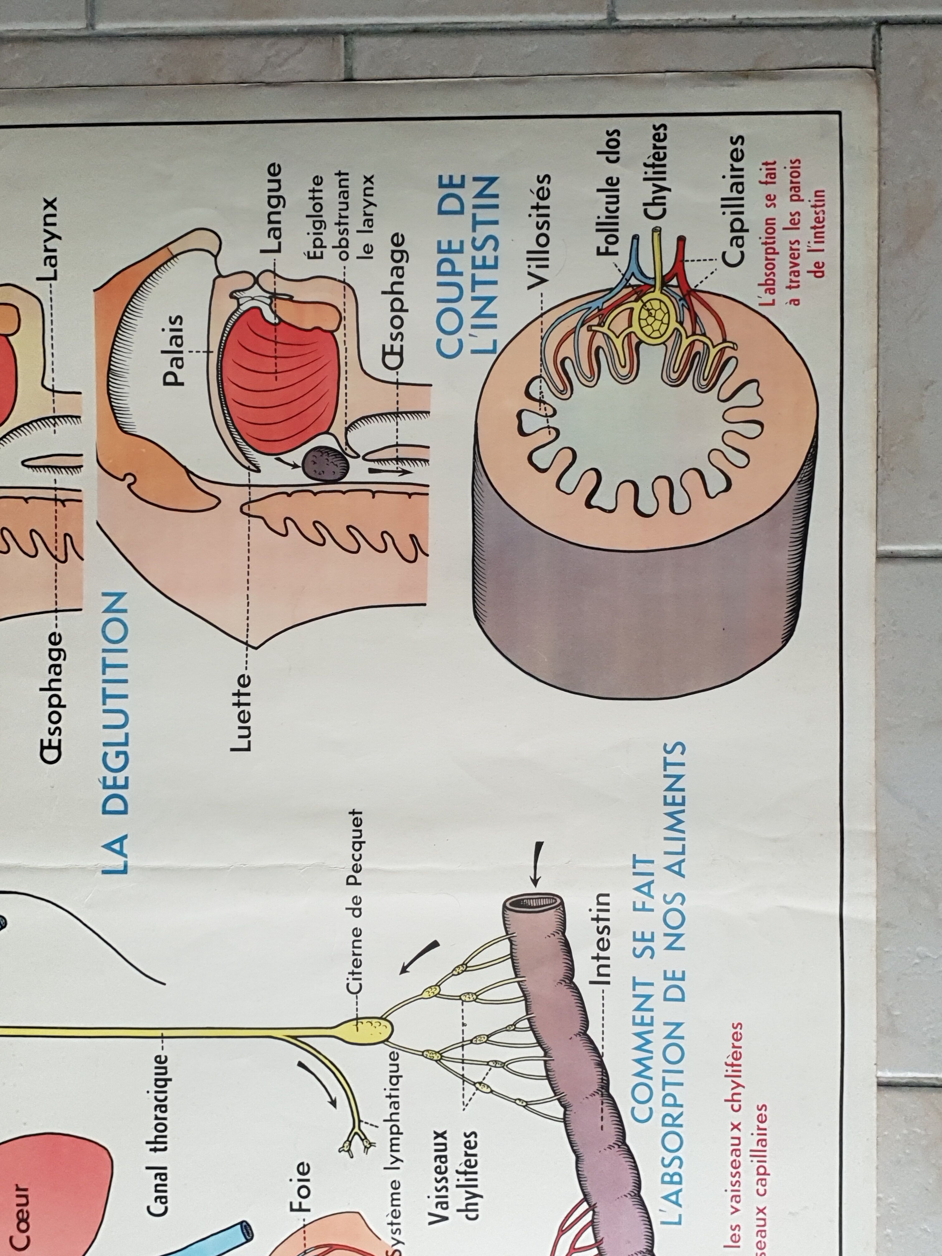 Poster school - heart vessels and duplex absorption