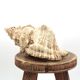 Wall sconce or table lamp, natural shell, 1960s