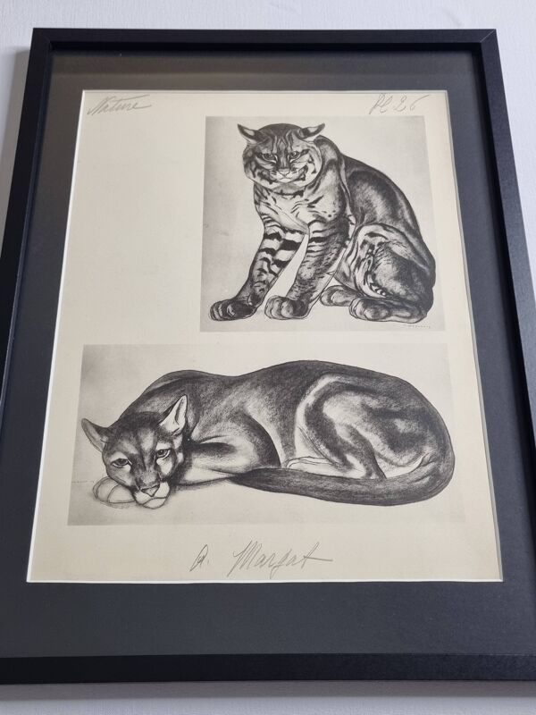 Planche illustrée, études de félins par André Margat, 1930