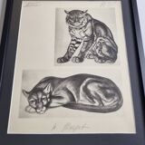 Illustrated plate, studies of felines by André Margat, 1930