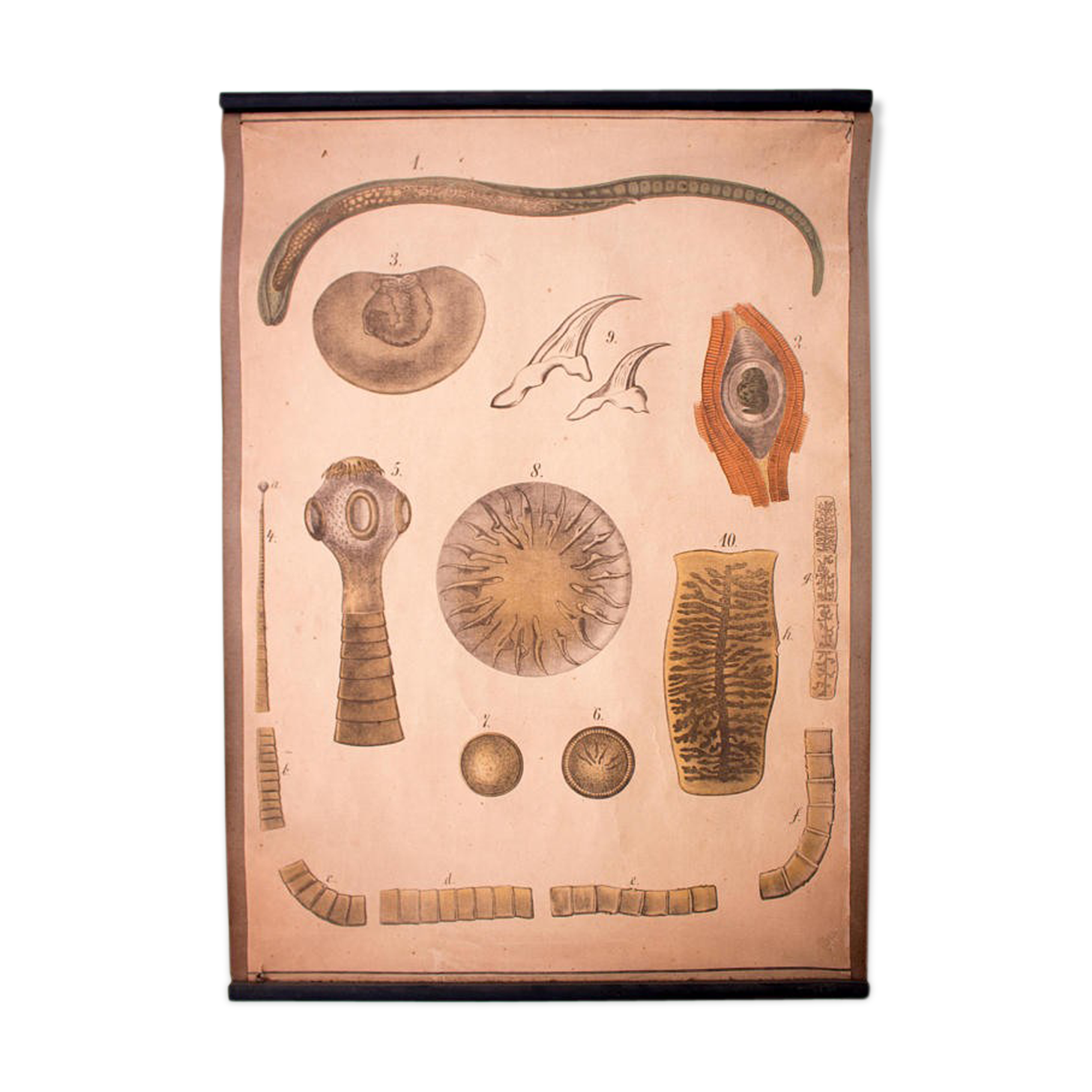 Poster "protozoan" lithograph 1914