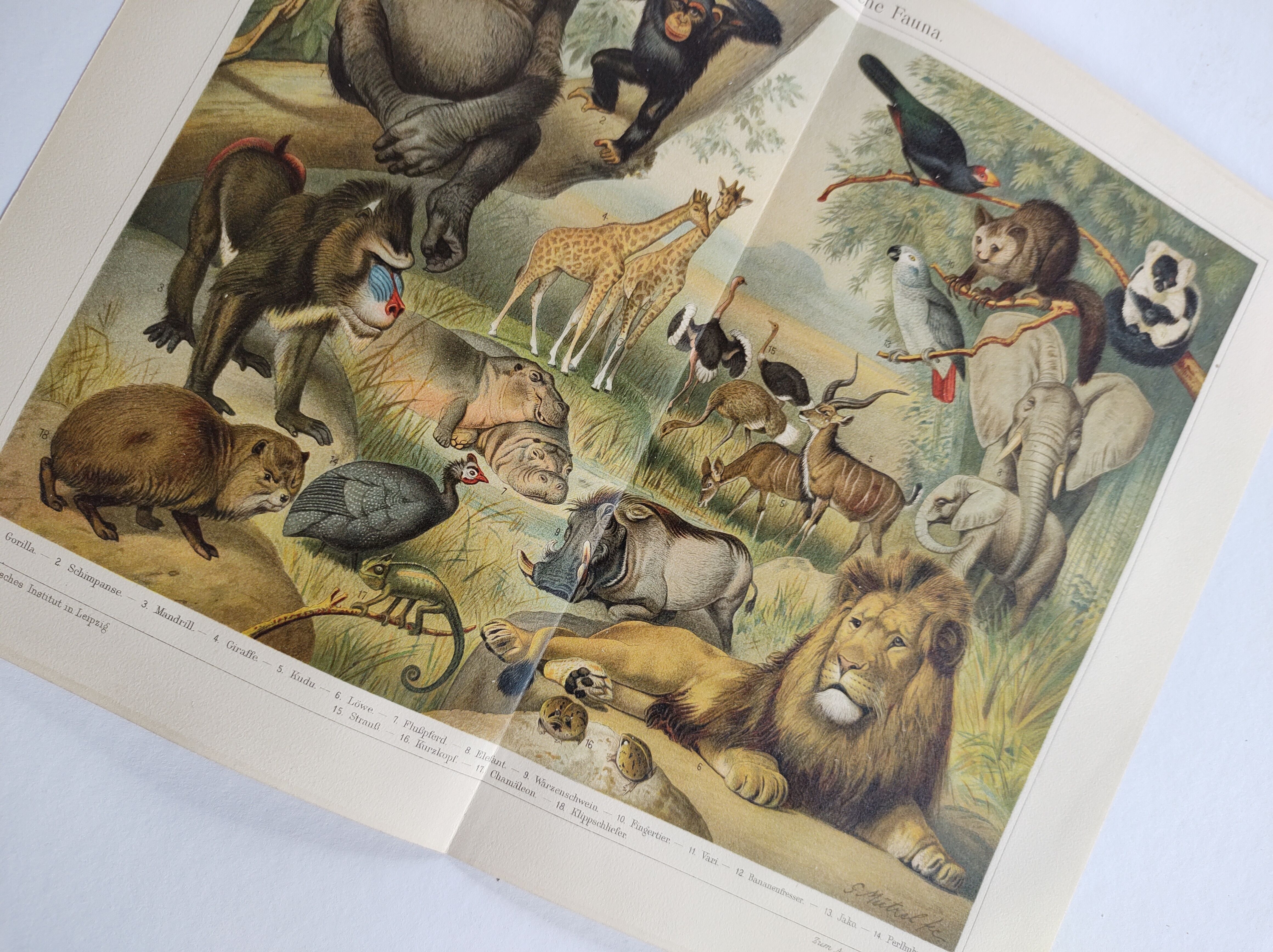 Gravure ancienne - Faune et animaux d'Afrique - Chromo-Lithographie originale de 1909