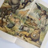 Gravure ancienne - Faune et animaux d'Afrique - Chromo-Lithographie originale de 1909