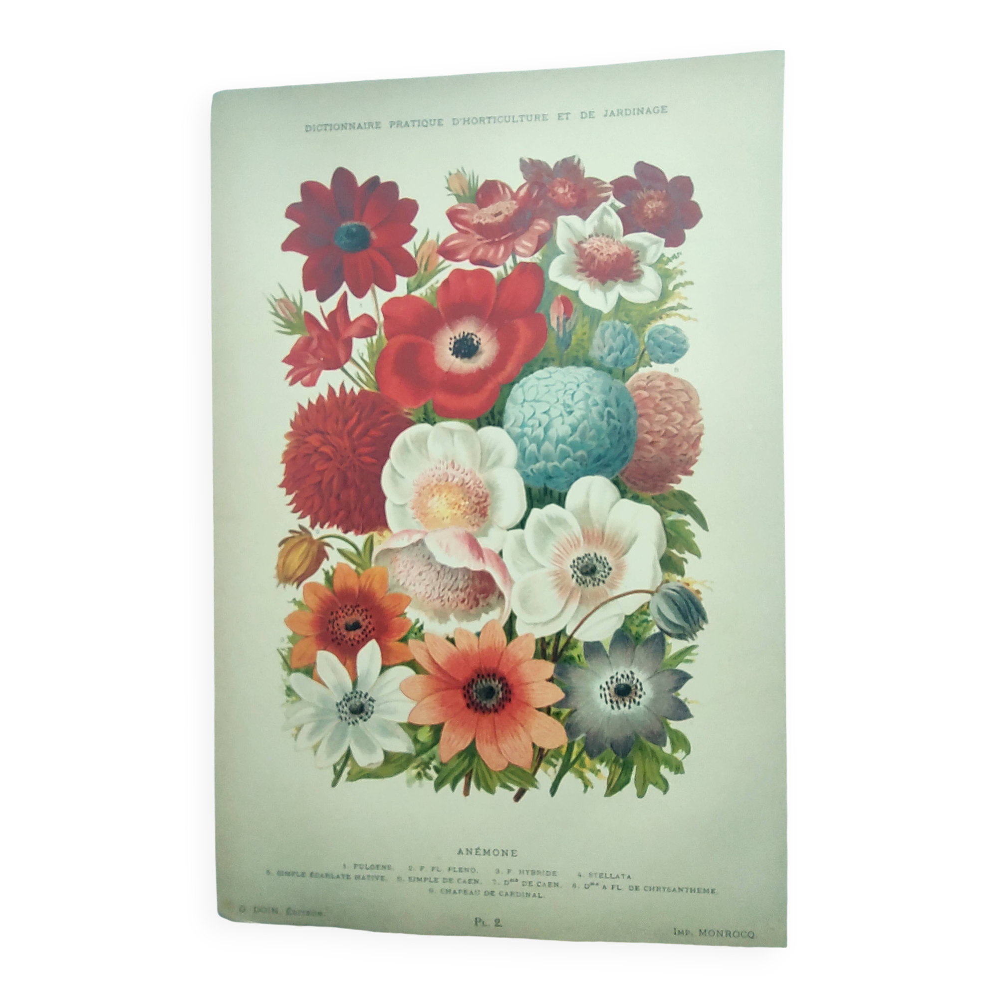 Botanical engraving from 1897 by A.Lefevre - Columbine - Old plate. Flower lithograph