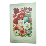 Botanical engraving from 1897 by A.Lefevre - Columbine - Old plate. Flower lithograph