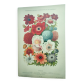Gravure botanique de 1897 par A.Lefevre - Ancolie - Planche ancienne. Lithographie de fleur