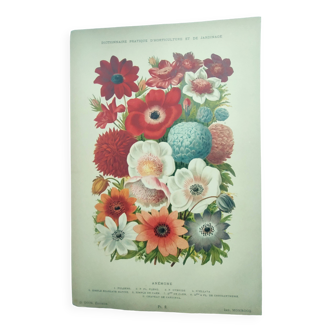 Botanical engraving from 1897 by A.Lefevre - Columbine - Old plate. Flower lithograph