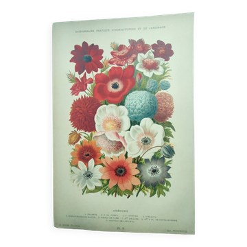Gravure botanique de 1897 par A.Lefevre - Ancolie - Planche ancienne. Lithographie de fleur