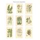 Engraving from 1889 - Hair by A. Pratt - old botanical chromolithograph