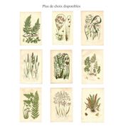 Engraving from 1889 - Hair by A. Pratt - old botanical chromolithograph