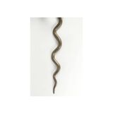Cobra wall lamp in bronze 1960s