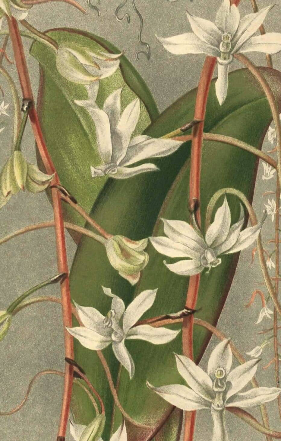 Botanical engraving from 1896 by L. Descamps-Sabouret • Angraecum de Fournier