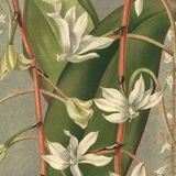 Botanical engraving from 1896 by L. Descamps-Sabouret • Angraecum de Fournier