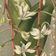 Botanical engraving from 1896 by L. Descamps-Sabouret • Angraecum de Fournier