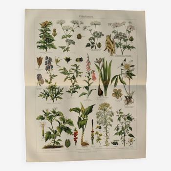 Lithographie ancienne - Plantes toxiques  - Gravure originale de 1909