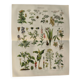 Lithographie ancienne - Plantes toxiques  - Gravure originale de 1909