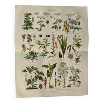Lithographie ancienne - Plantes toxiques  - Gravure originale de 1909
