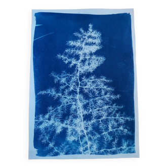 Vintage blue asparagus grass cyanotype