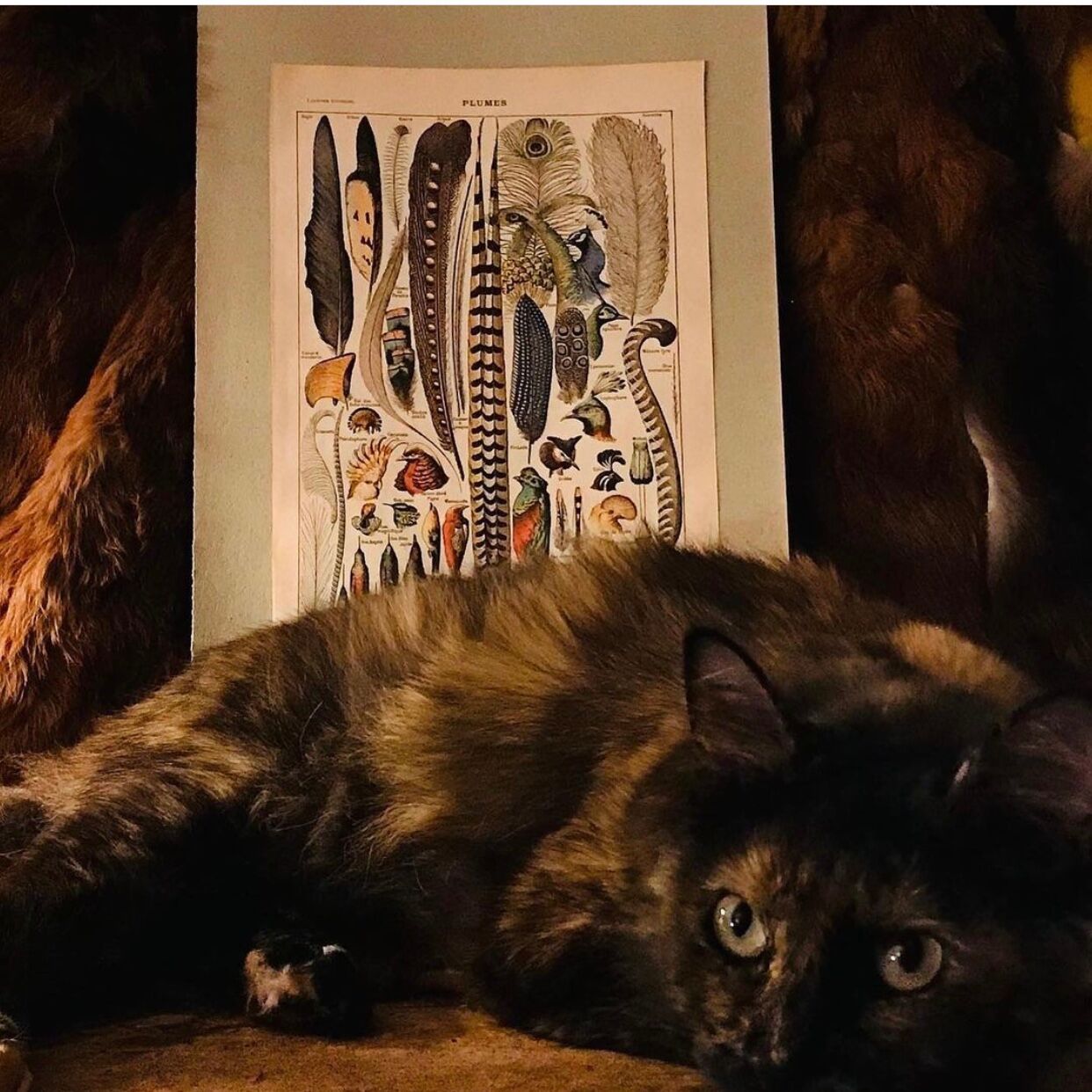 Original vintage board on feathers