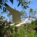 mobile mouette en bois  96 cm