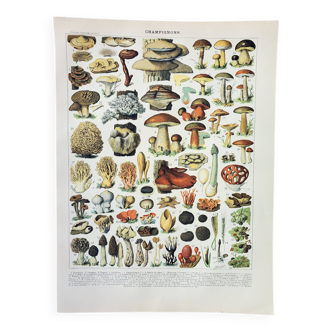 Gravure ancienne 1898, Champignons 2, cueillette • Lithographie, Planche originale