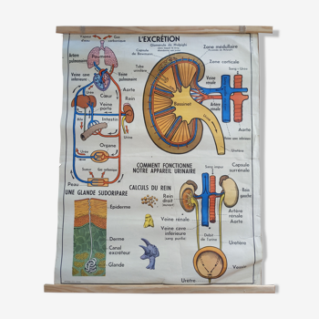 Poster mdi 60s excretion liver skeleton