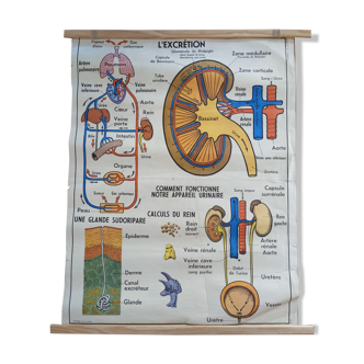 Poster mdi 60s excretion liver skeleton