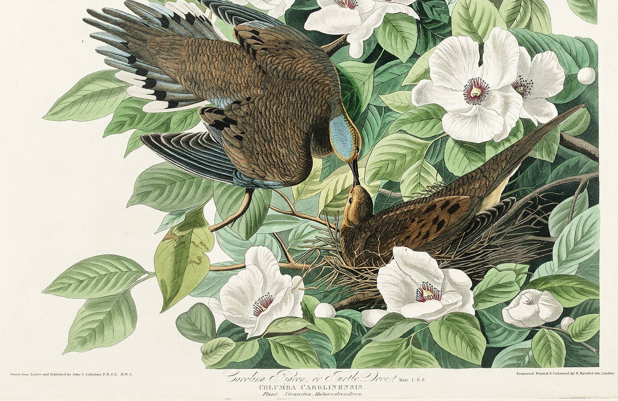 Poster about the mourning dove, based on an old engraving from 1827.