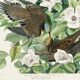 Poster about the mourning dove, based on an old engraving from 1827.