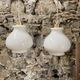 Pair of vintage white glass pendant lamp in the shape of a vintage globe