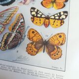 Lithograph on "European" butterflies from 1928