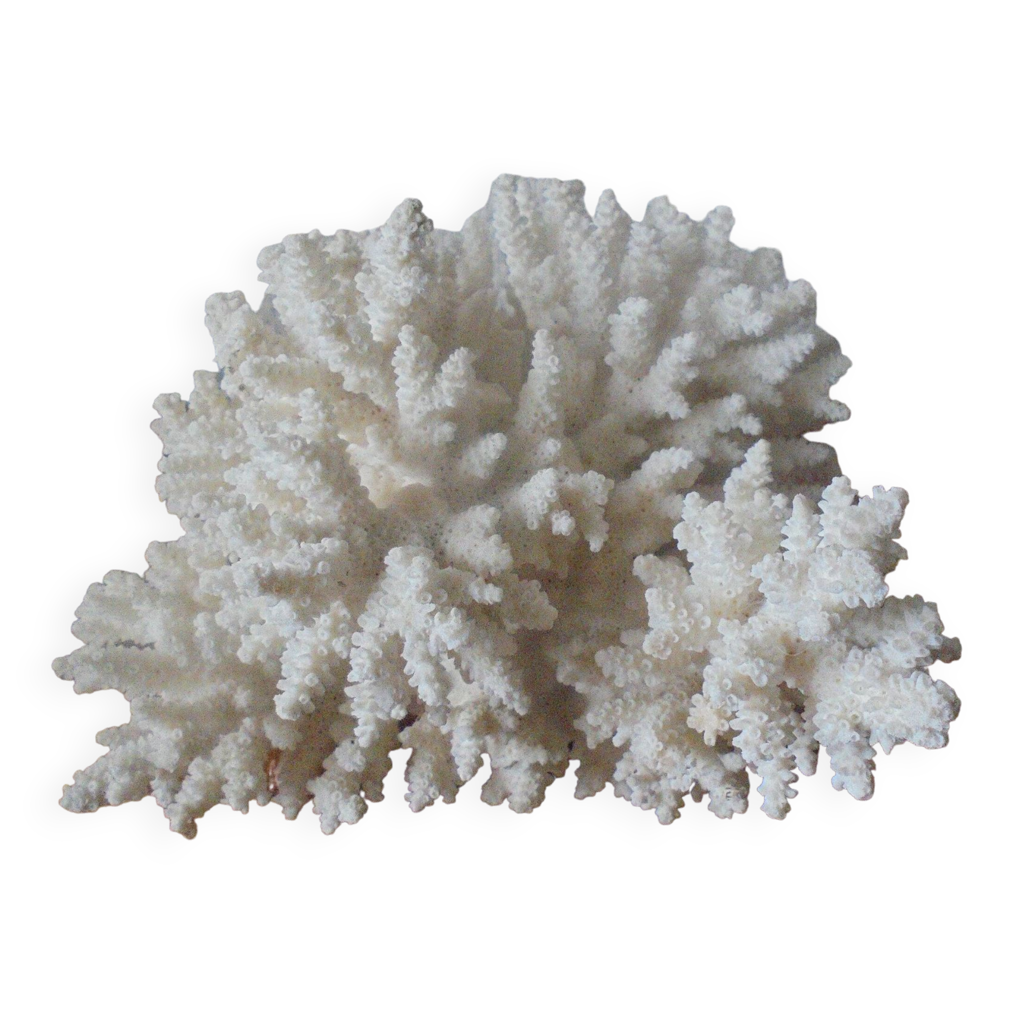 Minerals, coral