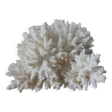 Minerals, coral